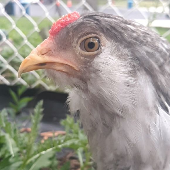 Late live show tonight @ Midnight CST - Picture 2 of 11